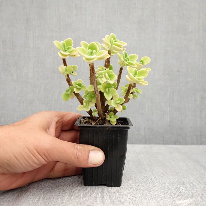 Cuban oregano - Plectranthus amboinicus 8/9 cm pot sample as delivered in autumn