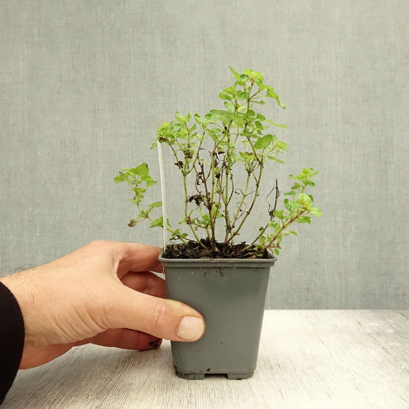 Origanum Norton Gold - Oregano 8/9 cm pot sample as delivered in autumn