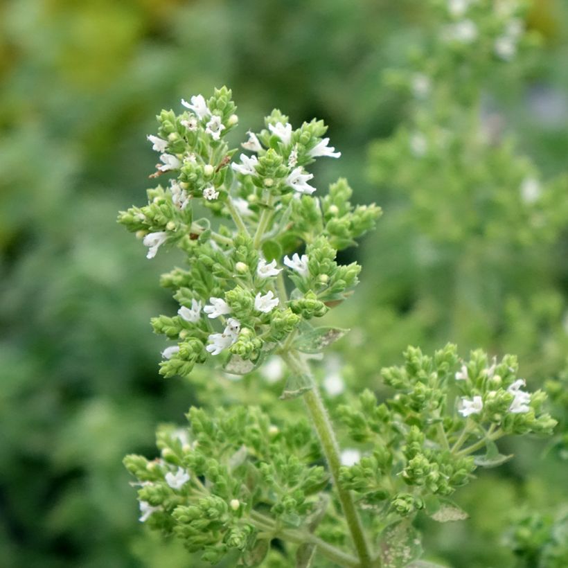 Origanum vulgare Hot and Spicy - Oregano (Flowering)
