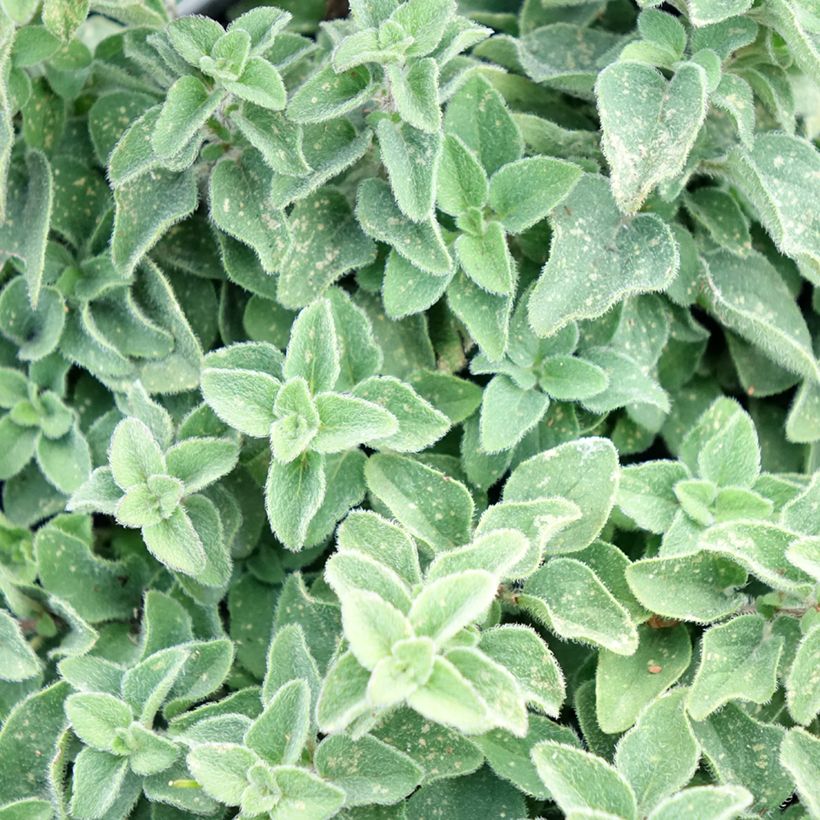 Origanum vulgare Hot and Spicy - Oregano (Foliage)
