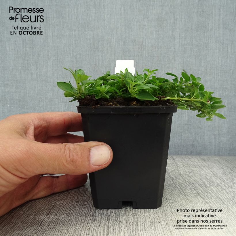 Origanum vulgare Compactum - Oregano 8/9 cm pot sample as delivered in autumn