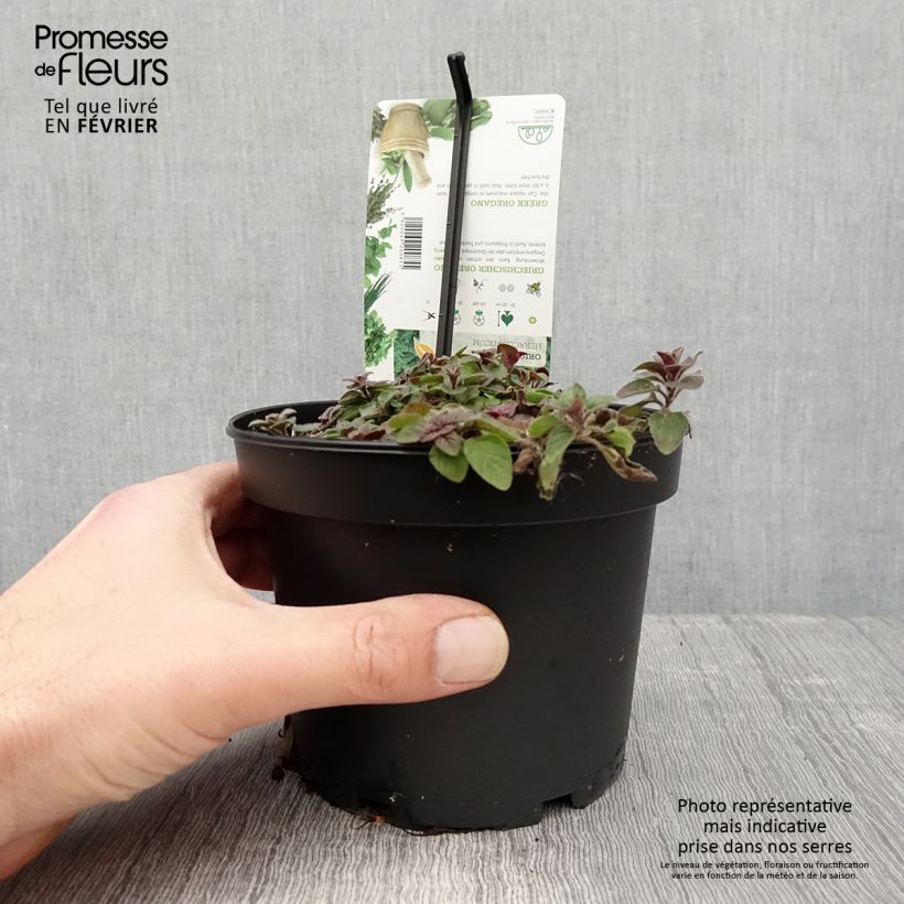 Origanum heracleoticum - Greek Oregano 1.5L/2L pot sample as delivered in winter