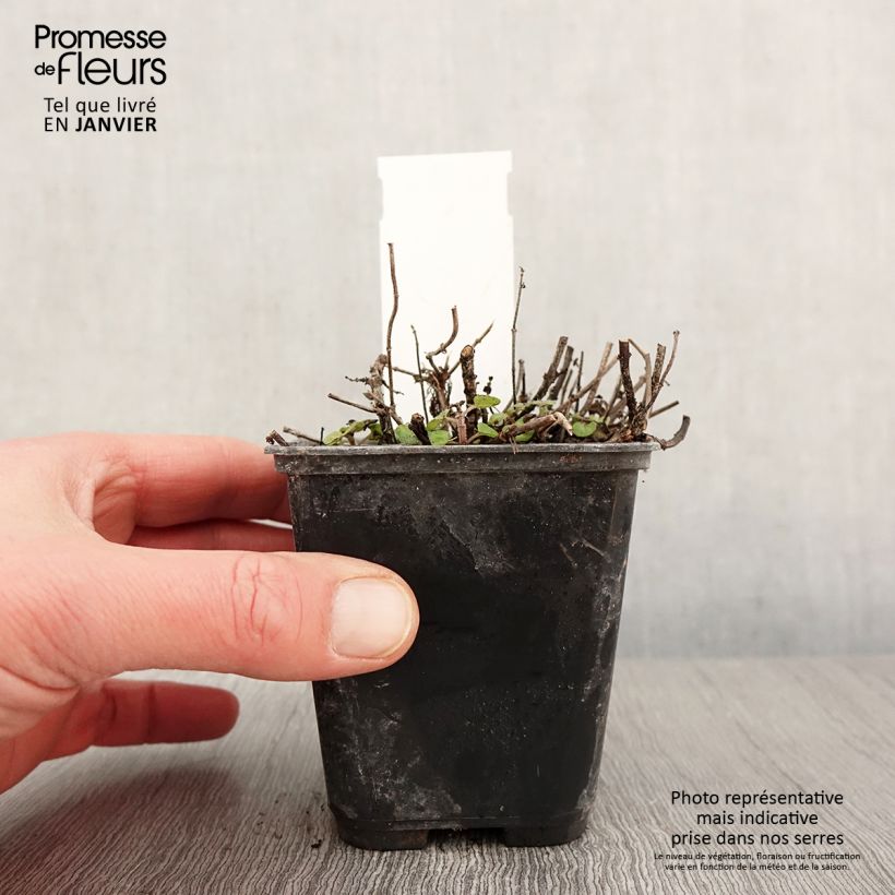 Origanum majorana Pagoda Bells - Sweet Marjoram 8/9 cm pot sample as delivered in winter