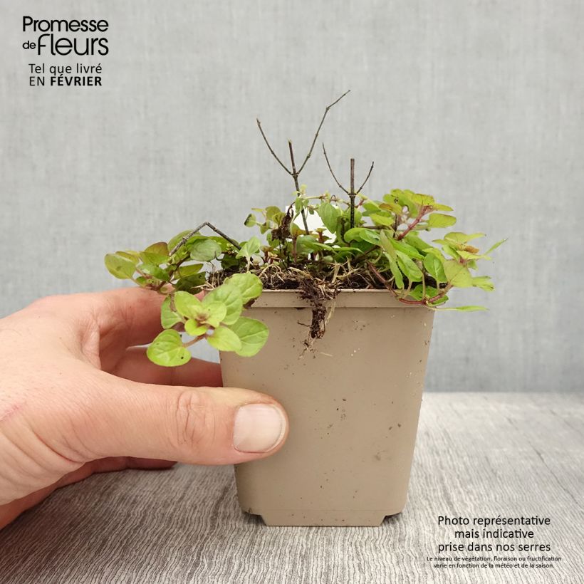 Origanum vulgare Thumbles Variety - Oregano 8/9 cm pot sample as delivered in winter