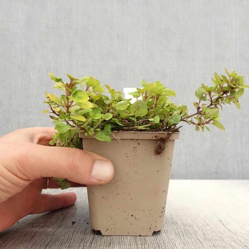 Origanum vulgare Thumbles Variety - Oregano 8/9 cm pot sample as delivered in spring
