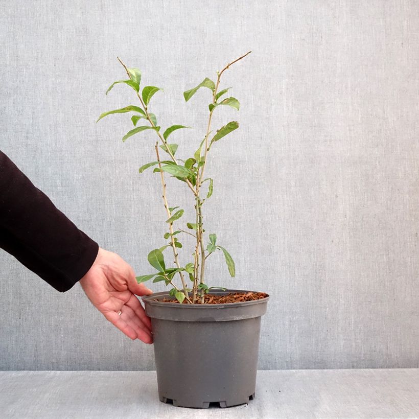 Orixa japonica - Japanese orixa 4L/5L pot sample as delivered in autumn