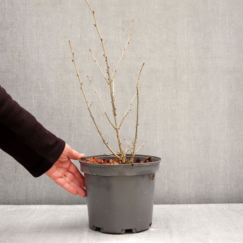 Orixa japonica - Japanese orixa 4L/5L pot sample as delivered in winter