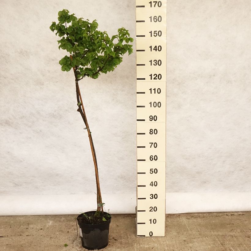 Ulmus glabra Nana - Elm 7.5L/10L pot, Standard sample as delivered in spring