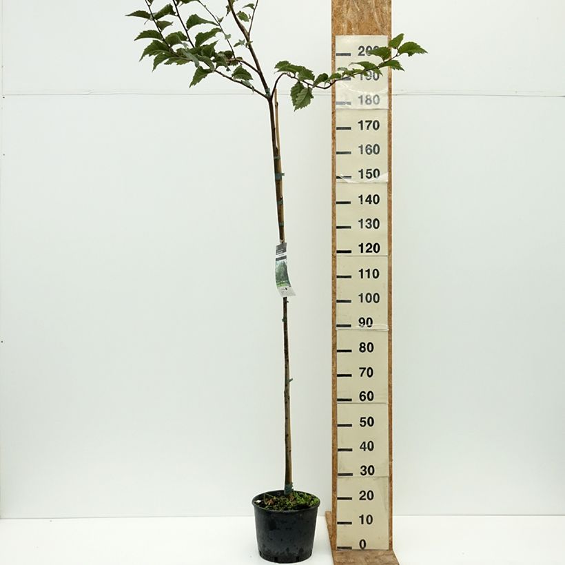 Ulmus glabra - Elm 7.5L/10L pot sample as delivered in summer