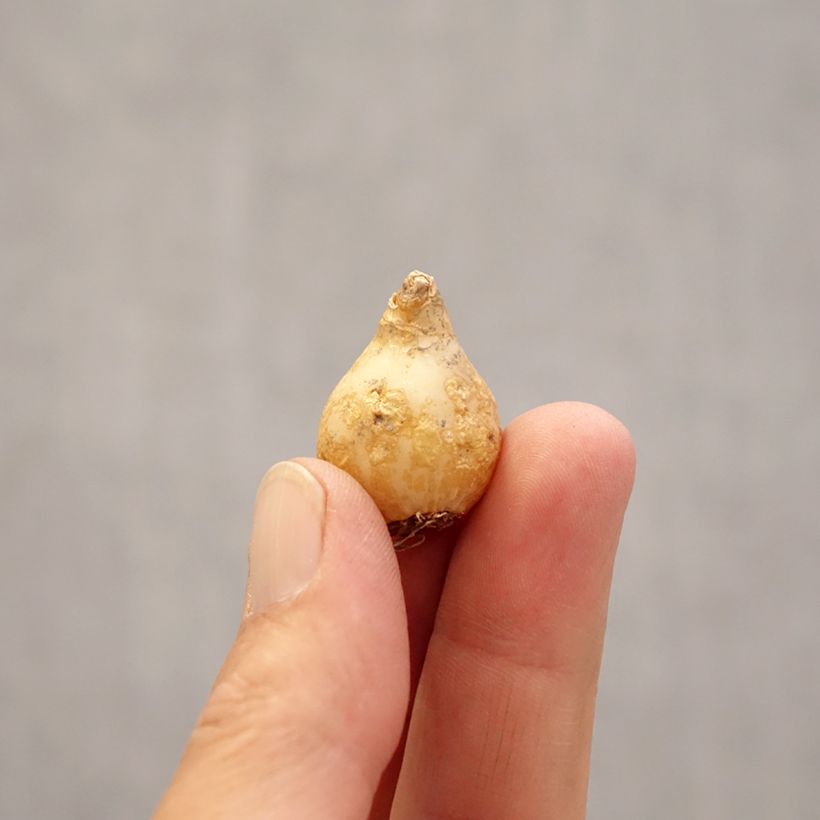 Ornithogalum umbellatum  Bulb size 6+ sample as delivered in spring