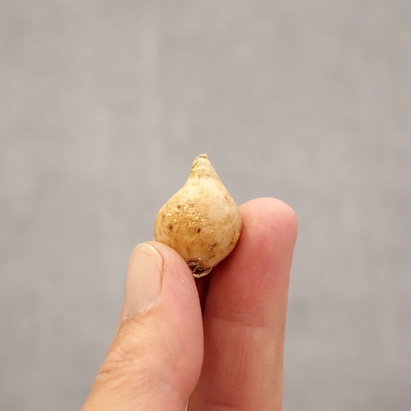 Ornithogalum nutans  Bulb size 6+ sample as delivered in spring