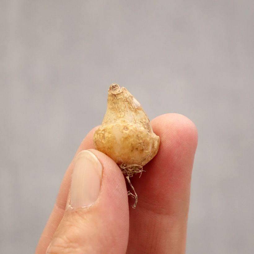 Ornithogalum White Trophy Bulb size 6+ sample as delivered in spring