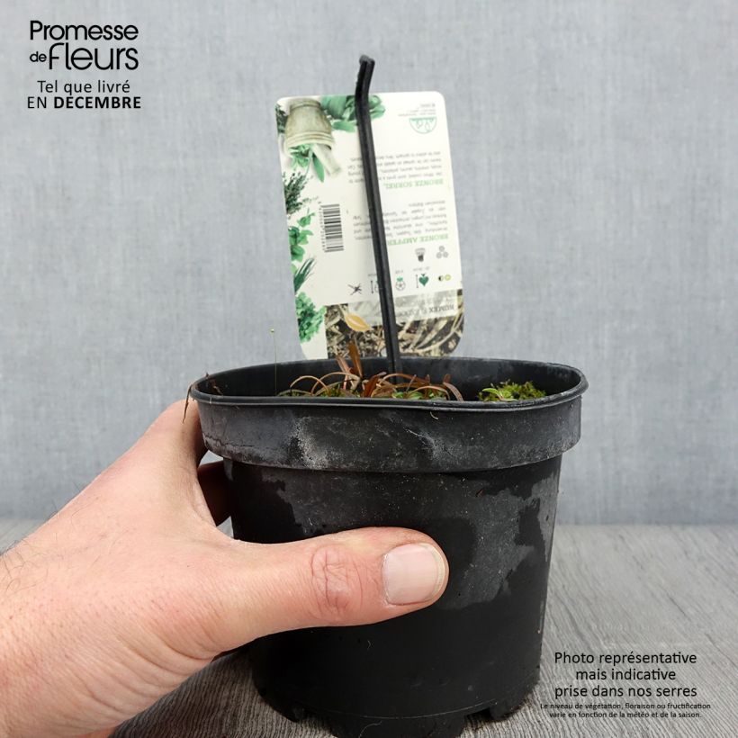 Rumex flexuosus Copper Sword 1.5L/2L pot sample as delivered in autumn