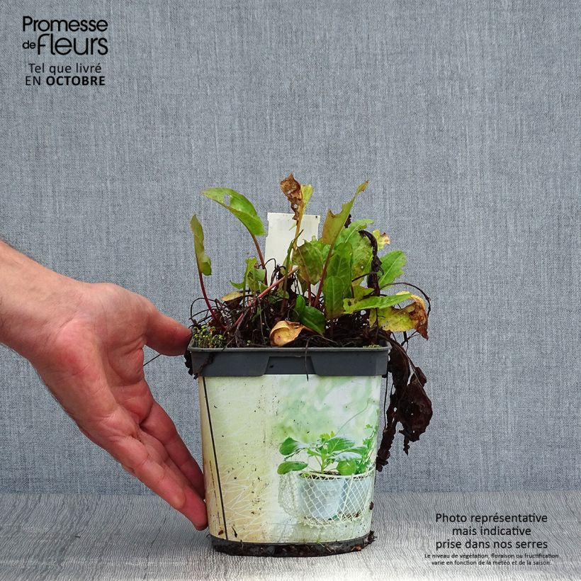 Organic French Sorrel - Rumex scutatus 1L/1.5L pot sample as delivered in autumn