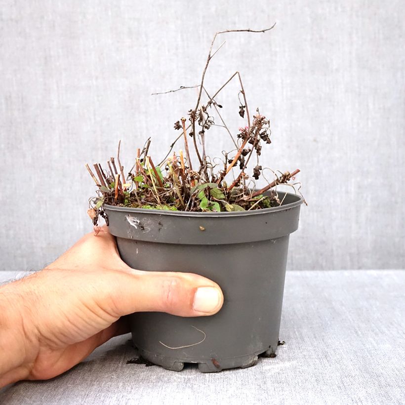 French Sorrel - Rumex scutatus 1.5L/2L pot sample as delivered in autumn