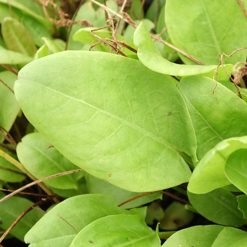 French Sorrel - Rumex scutatus (Foliage)