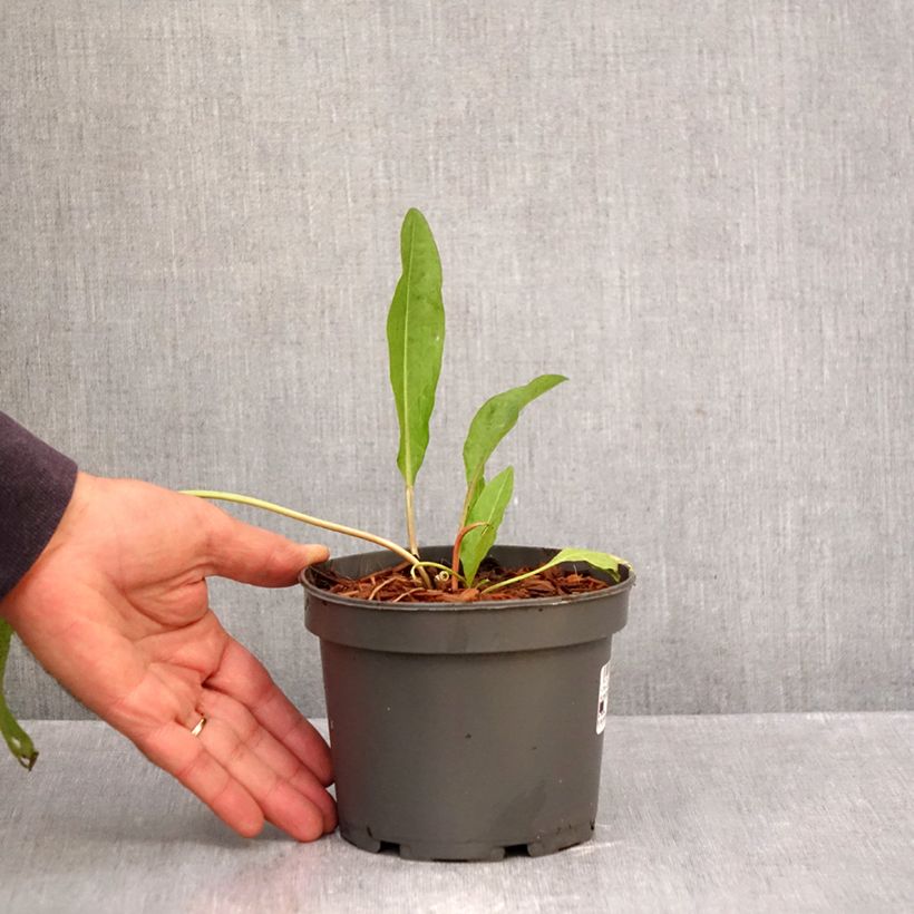 Patience Dock - Rumex patientia 1.5L/2L pot sample as delivered in autumn