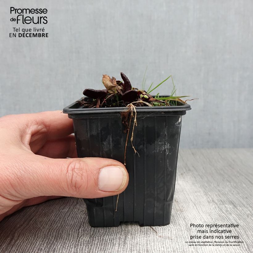 Rumex scutatus Purpurea 8/9 cm pot sample as delivered in autumn