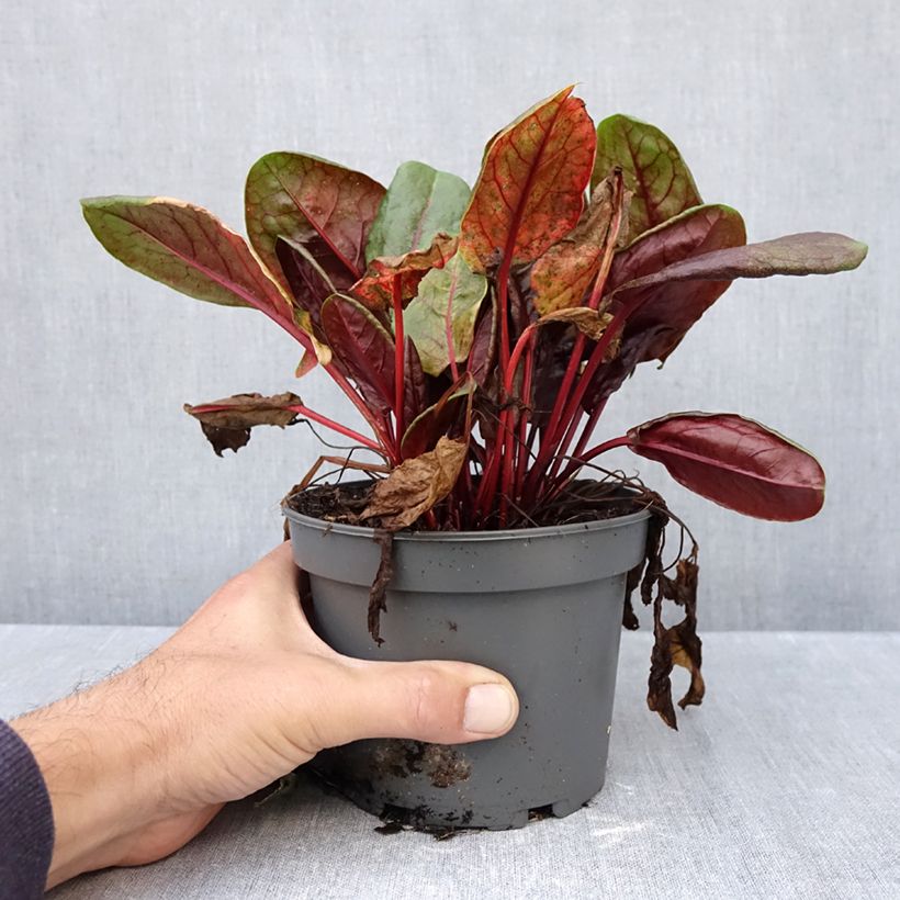 Rumex arifolius Ruber 1.5L/2L pot sample as delivered in autumn