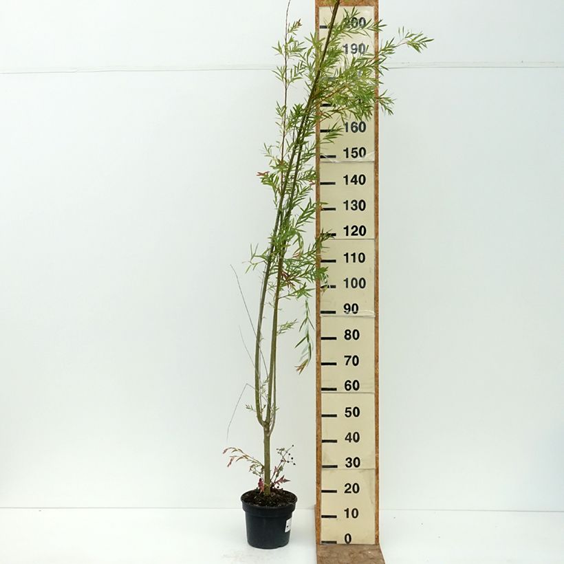 Salix purpurea Howki - Purple Willow 4L/5L pot sample as delivered in summer