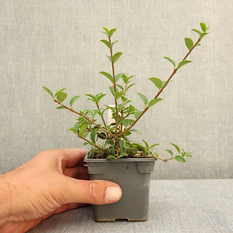 Osmanthus delavayi 8/9 cm pot sample as delivered in summer