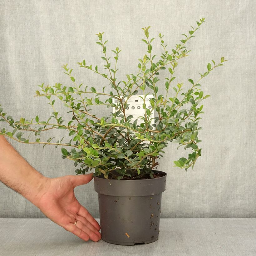 Osmanthus delavayi Perfume of Nature® 3L/4L pot sample as delivered in summer