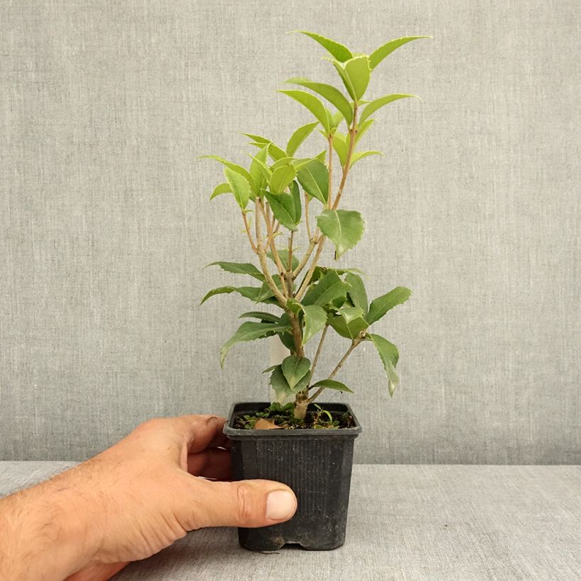 Osmanthus fortunei 8/9 cm pot sample as delivered in summer