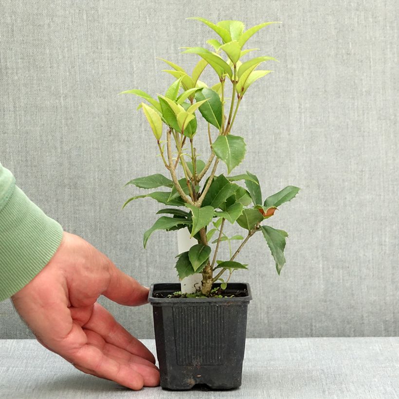 Osmanthus fortunei 8/9 cm pot sample as delivered in spring