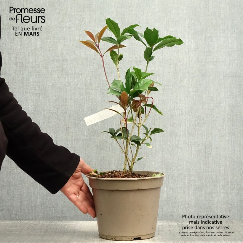 Osmanthus fragrans f. aurantiacus 2L/3L pot sample as delivered in spring