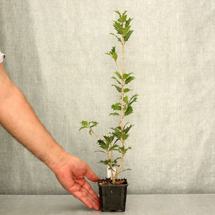 Osmanthus heterophyllus 8/9 cm pot sample as delivered in summer