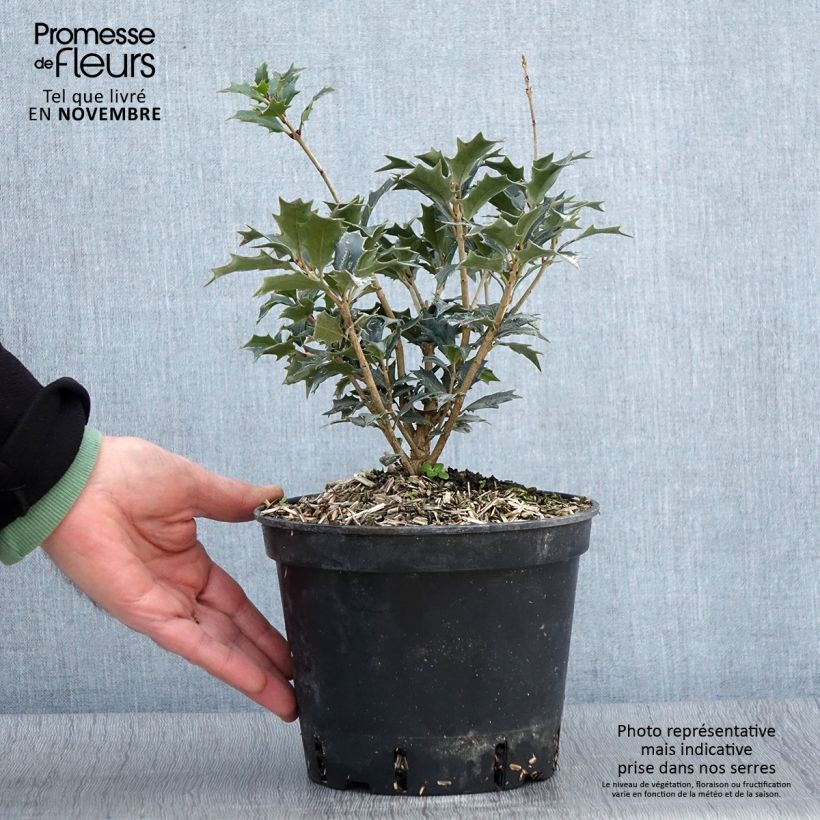Osmanthus heterophyllus 3L/4L pot sample as delivered in autumn