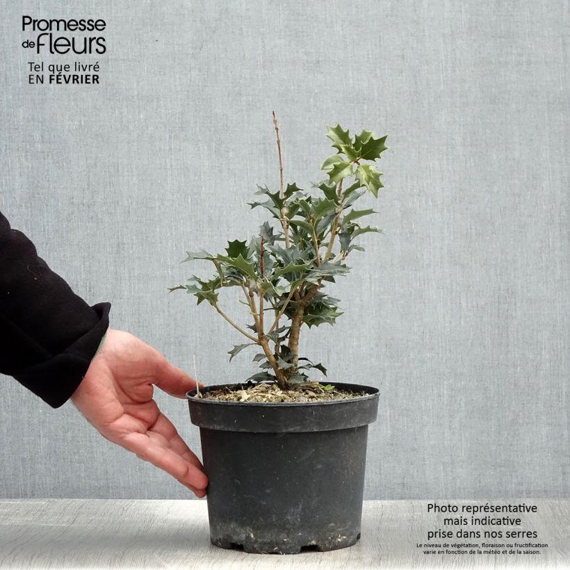 Osmanthus heterophyllus 3L/4L pot sample as delivered in winter