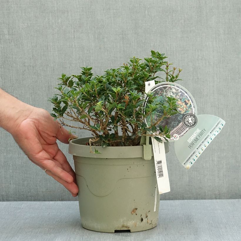Osmanthus heterophyllus Perfume Party - Holly olive 3L/4L pot sample as delivered in summer