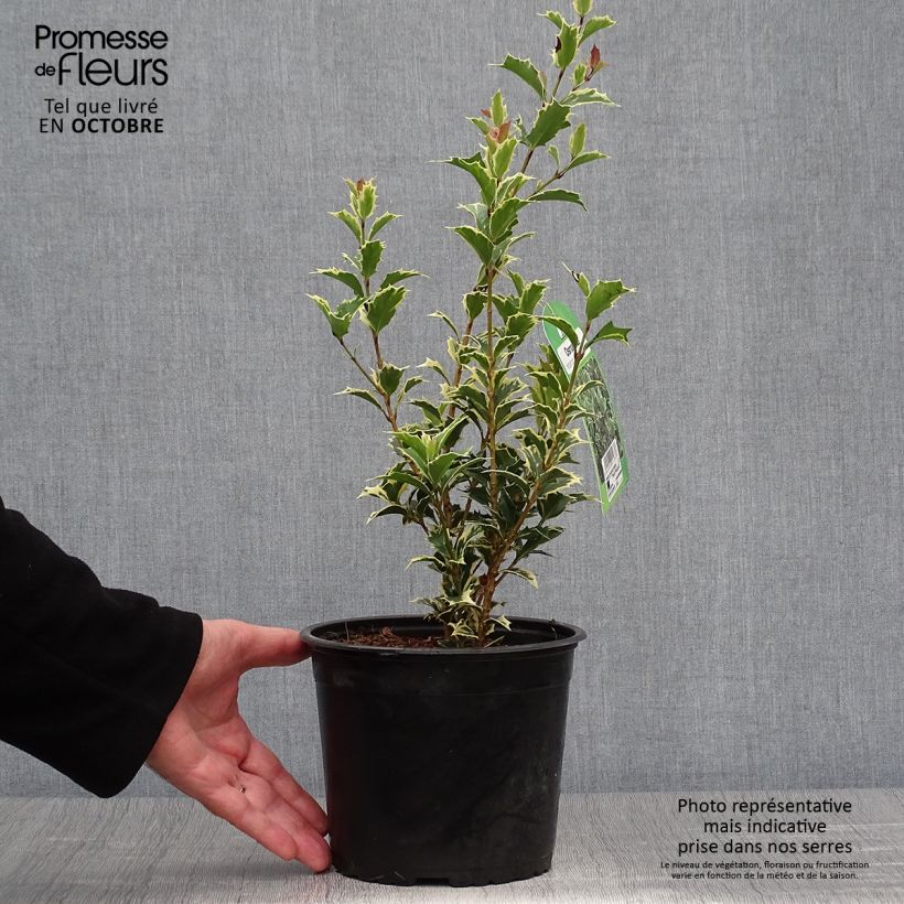 Osmanthus heterophyllus Variegatus 3L/4L pot sample as delivered in autumn