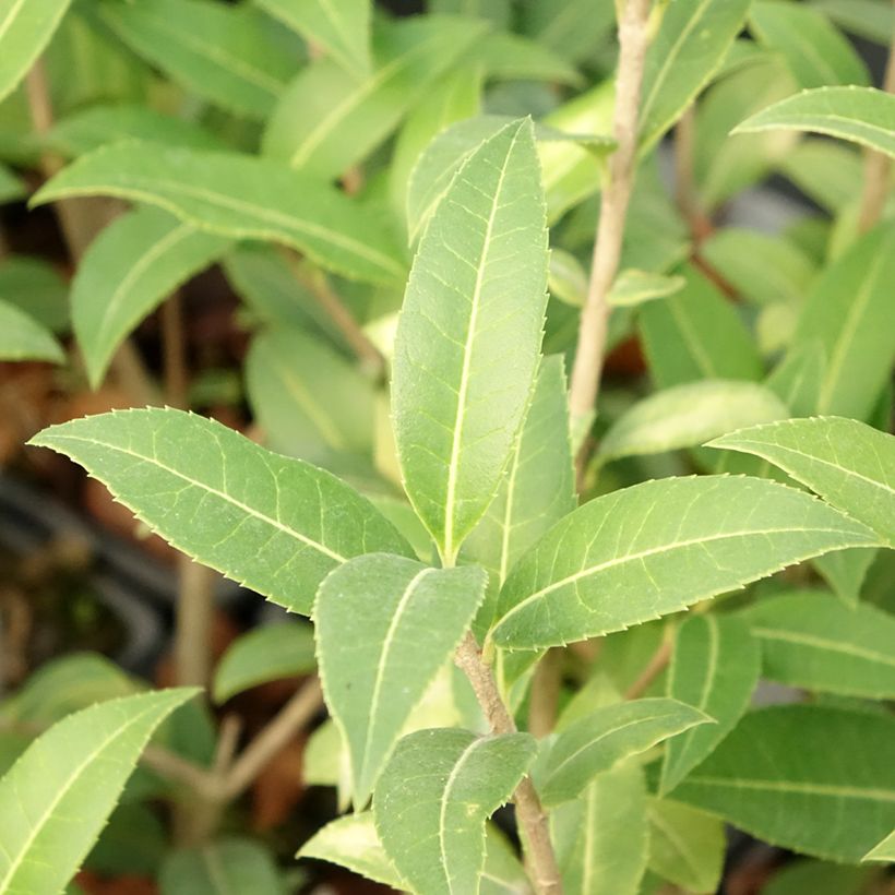 Osmanthus serrulatus  (Foliage)