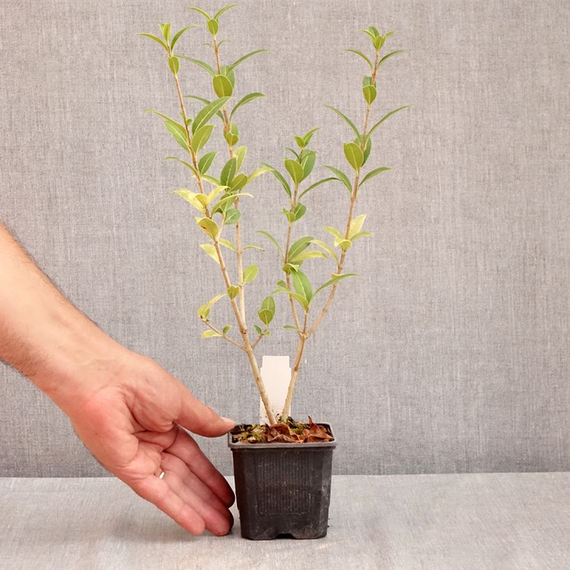 Osmanthus serrulatus  8/9 cm pot sample as delivered in summer