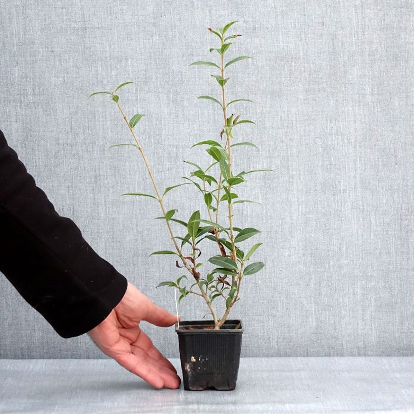 Osmanthus serrulatus  8/9 cm pot sample as delivered in winter