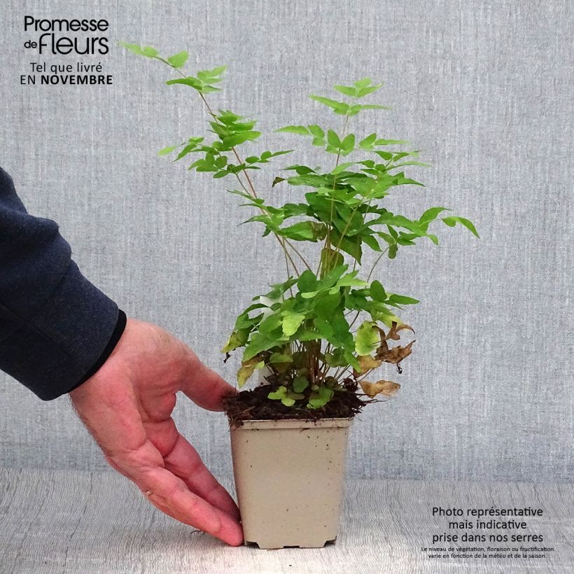 Osmunda japonica - Japanese Royal Fern 8/9 cm pot sample as delivered in autumn