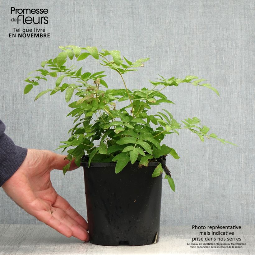 Osmunda regalis - Royal Fern 2L/3L pot sample as delivered in autumn