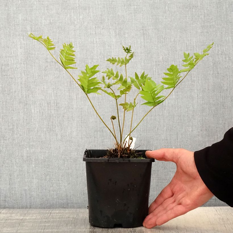 Osmunda regalis - Royal Fern 2L/3L pot sample as delivered in spring
