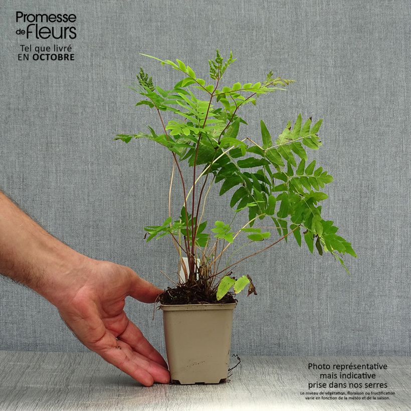 Osmunda regalis Purpurascens - Royal Fern 8/9 cm pot sample as delivered in autumn