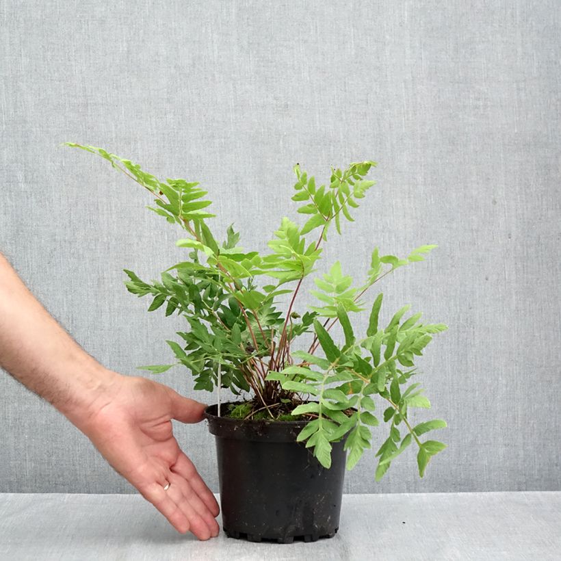 Osmunda regalis Purpurascens - Royal Fern 2L/3L pot sample as delivered in autumn