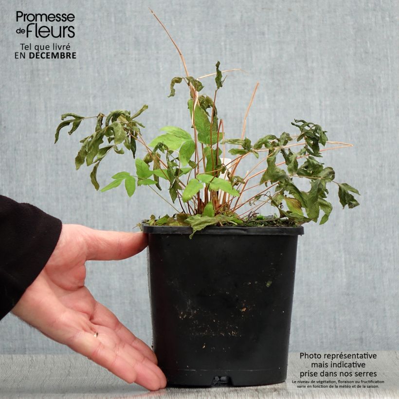 Osmunda regalis Purpurascens - Royal Fern 2L/3L pot sample as delivered in winter