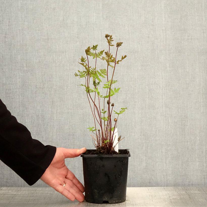Osmunda regalis Purpurascens - Royal Fern 2L/3L pot sample as delivered in spring