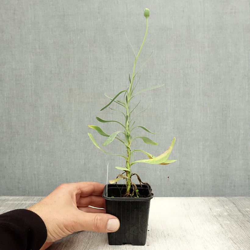 Othonna cheirifolia 8/9 cm pot sample as delivered in autumn