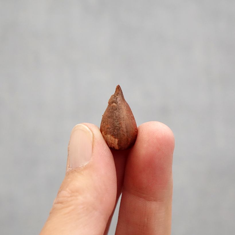 Oxalis compressa 'Double Trouble' Bulb size I sample as delivered in spring