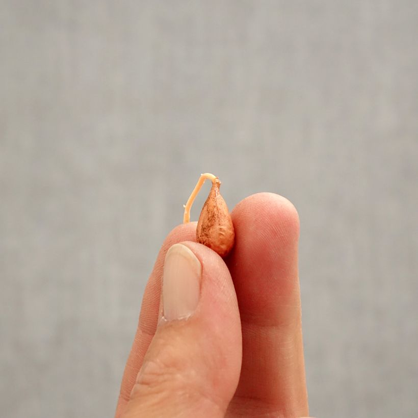 Oxalis versicolor  Bulb size I sample as delivered in spring