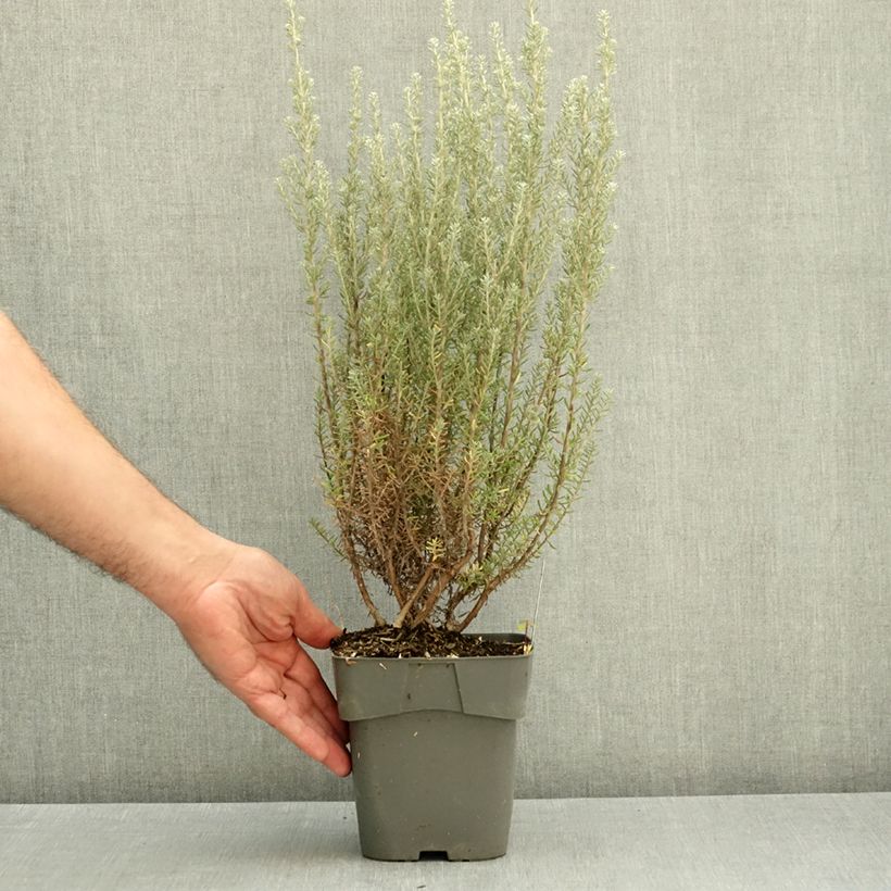Ozothamnus rosmarinifolius Silver Jubilee 2L/3L pot sample as delivered in autumn