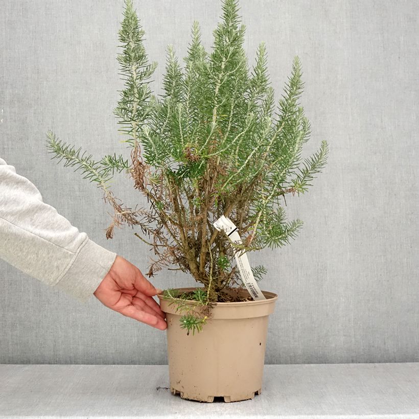 Ozothamnus rosmarinifolius Silver Jubilee 4L/5L pot sample as delivered in summer