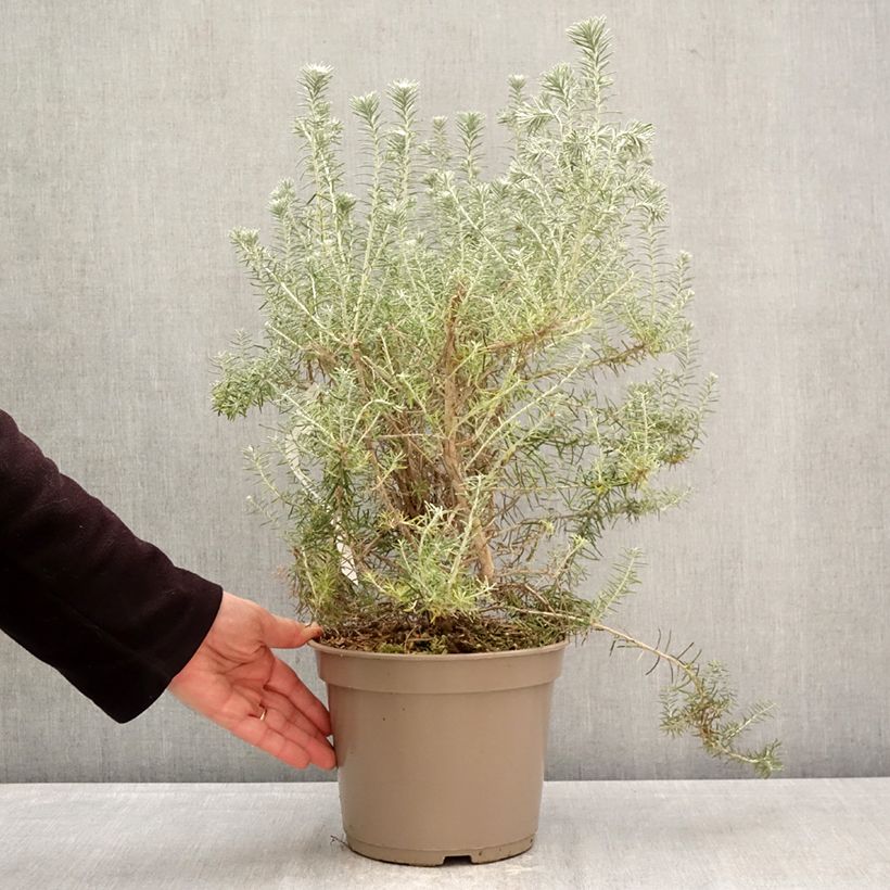 Ozothamnus rosmarinifolius Silver Jubilee 4L/5L pot sample as delivered in spring